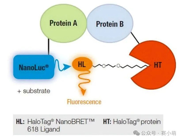 產(chǎn)品應(yīng)用｜Varioskan LUX多功能酶